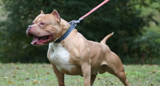 Sacrifican a pitbulls por atacar a su dueño con discapacidad