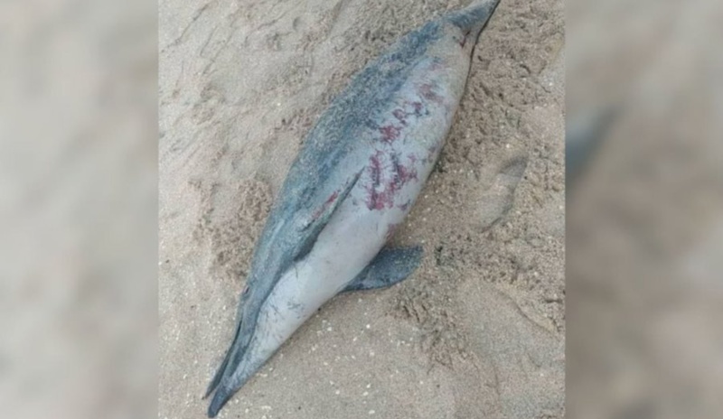 Muerte de delfines pone en alerta a las autoridades.