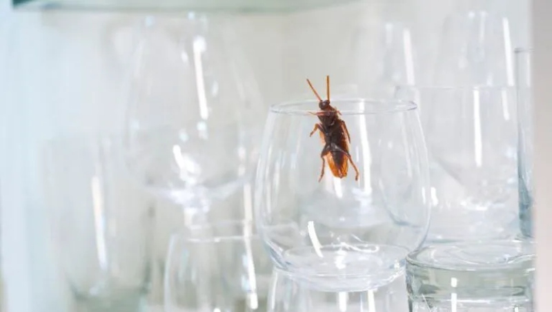 El concentrado casero con vinagre que eliminará los insectos