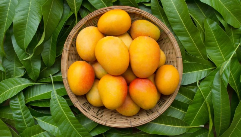 Las enfermedades que cura el té de hoja de mango, según la ciencia