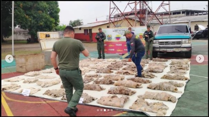La baba y el chigüire fueron decomisado en los municipio Ciudad Barinas y Pedraza