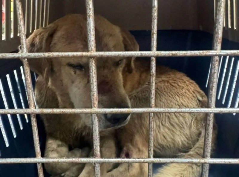 El perro logró ser rescatado y permanece en un refugio