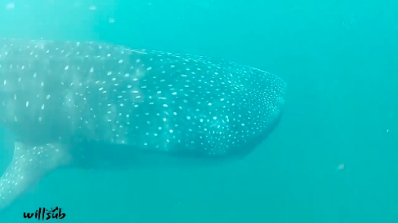 ¡EN VIDEO! Un tiburón ballena llegó a las costas de Chichiriviche de la Costa