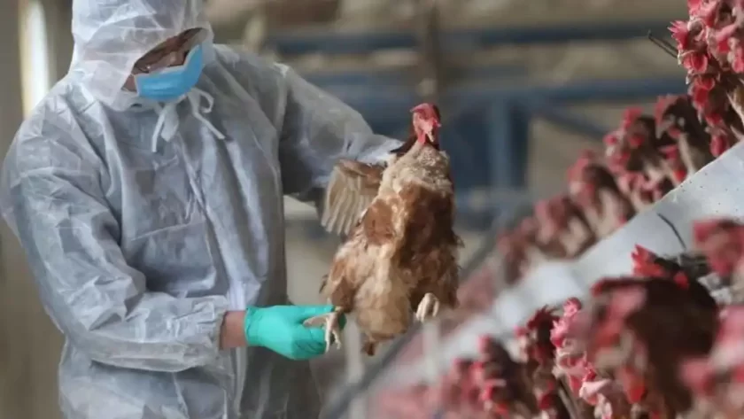 UE reservó dos vacunas por si se declara pandemia de gripe aviar