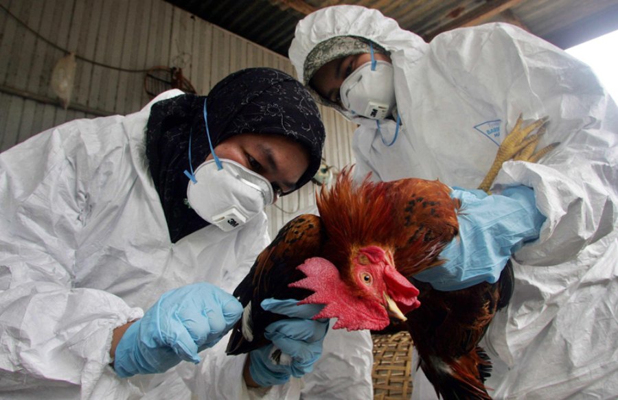 Uruguay y Argentina decretan emergencia sanitaria por casos de gripe aviar