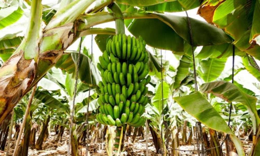 Diosdado Cabello y su esposa mostraron la cosecha de plátanos que tienen en Caracas (+Video)