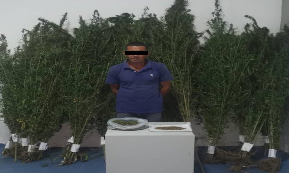 Cicpc detuvo a un hombre con 105 plantas de presunta marihuana en Acarigua