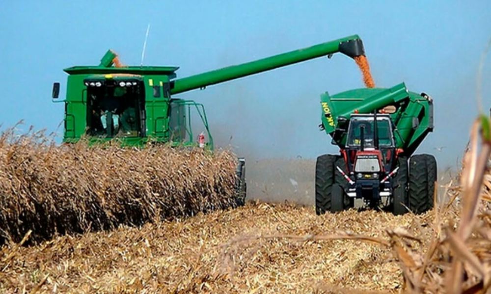 Sociedad Venezolana de agrónomos: 20 % de cultivo de maíz se perdió por las lluvias