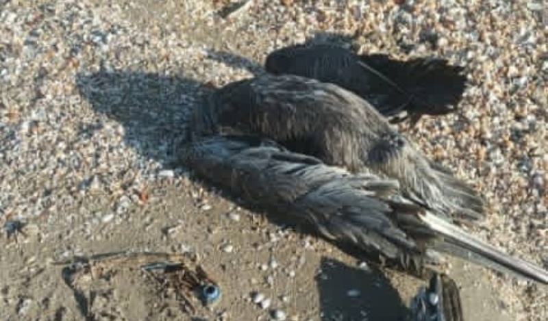 Pelícanos muertos en Tacarigua de la Laguna e Higuerote
