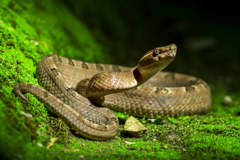 Científicos descubren que las serpientes tienen clítoris, doble y en forma de corazón