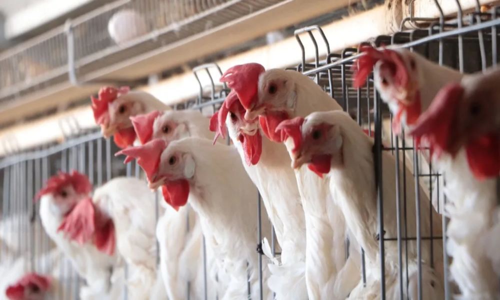Ecuador y Perú declararon emergencia zoosanitaria por brote de influenza aviar