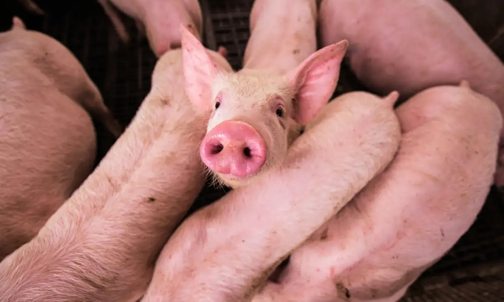 cerdo mató a carnicero en China