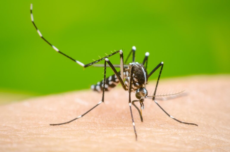 Perú en alerta ante posible repunte del dengue por lluvias