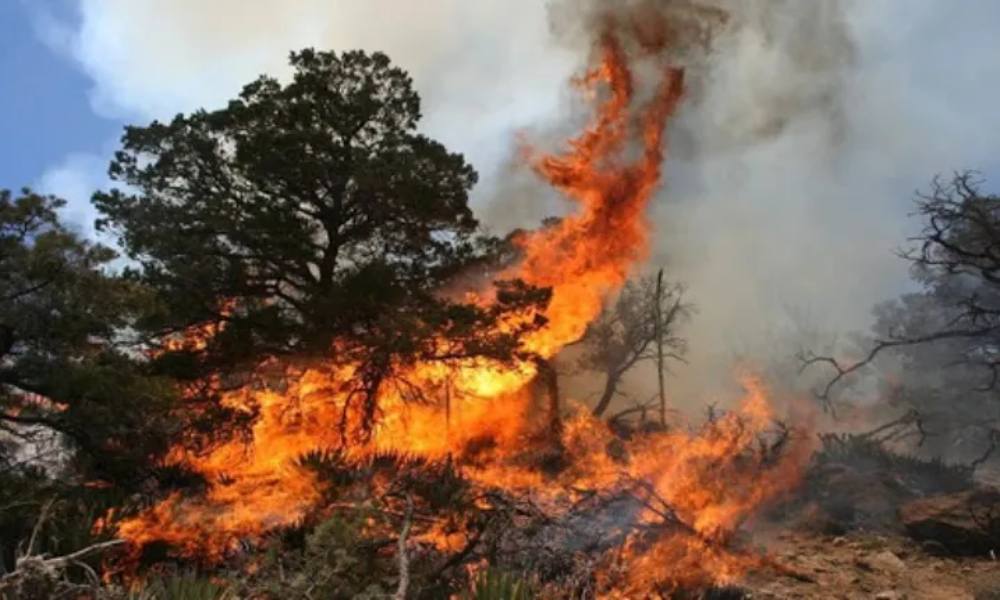 Venezuela crea comando de 30 mil personas para luchar contra incendios