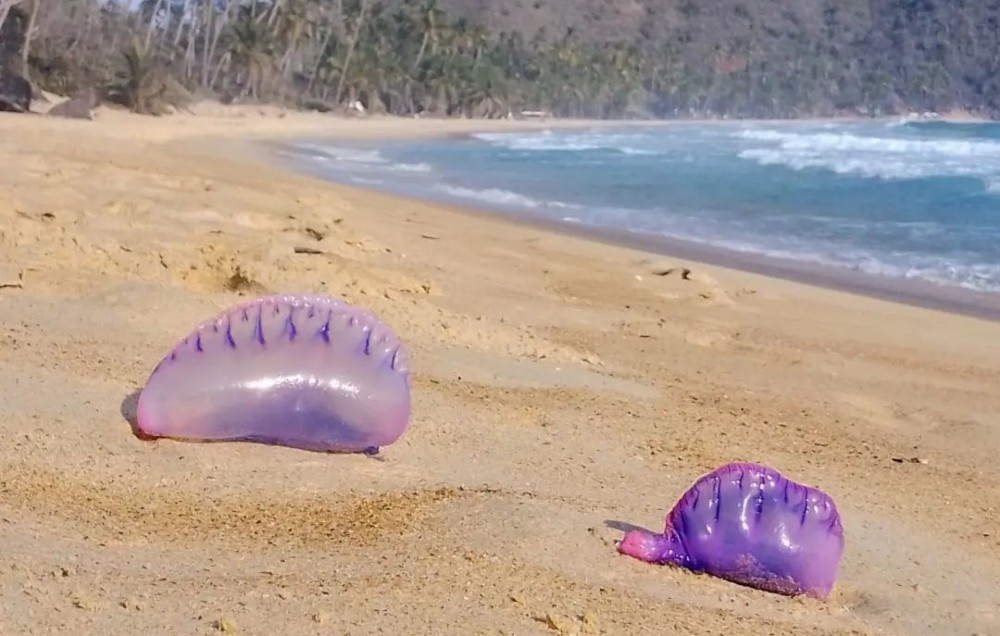 Fragata portuguesa en playas de Venezuela: Esto es lo que debes saber