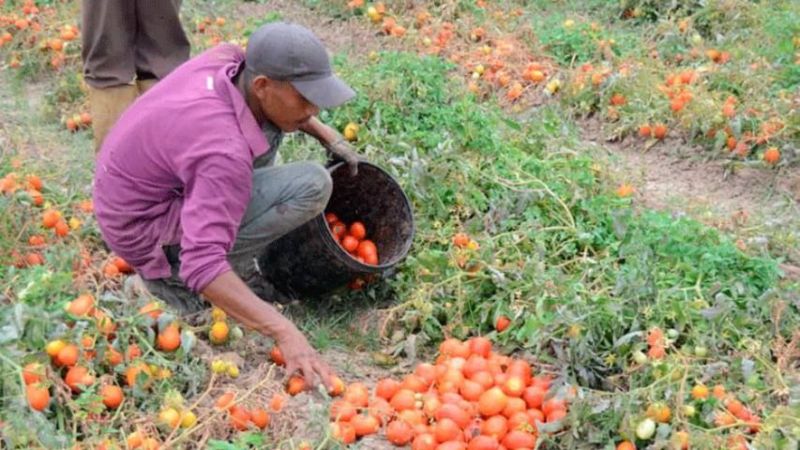 Campesinos de Mérida siguen perdiendo cosechas