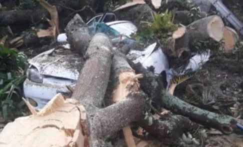 Mérida: Un herido y varios carros destrozados por colapso de árboles