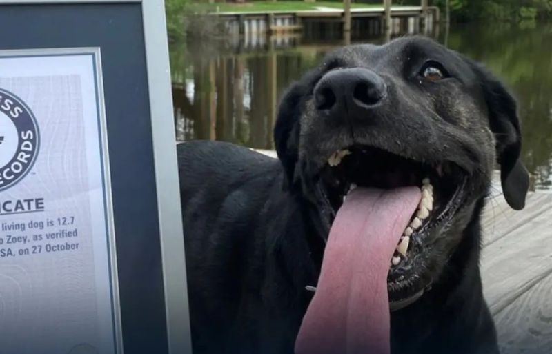 Zoey, la perra con la lengua más larga del mundo