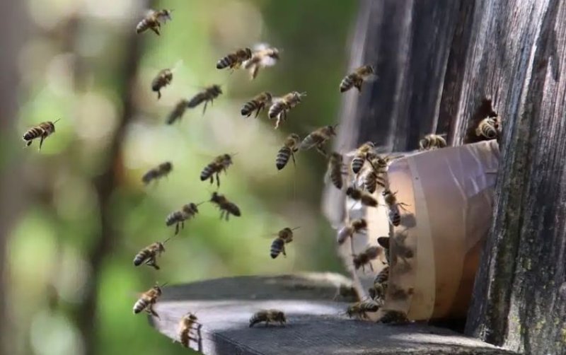 Ahora en Yaracuy: reportan tercera víctima por ataque de abejas