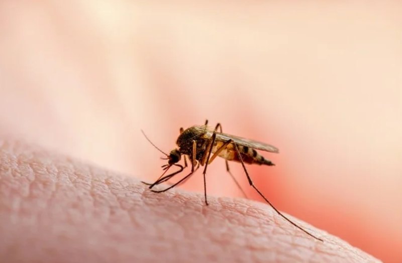 Emiten alerta en Florida por casos de malaria