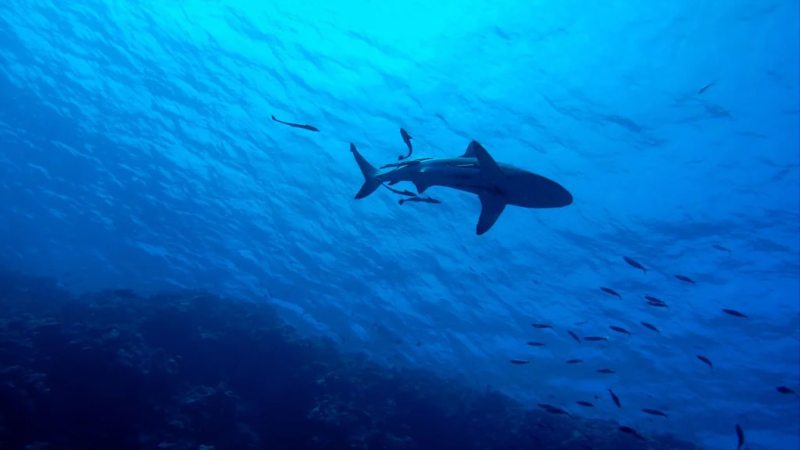 Tiburón devoró a un hombre en el Mar Rojo y todo quedó grabado