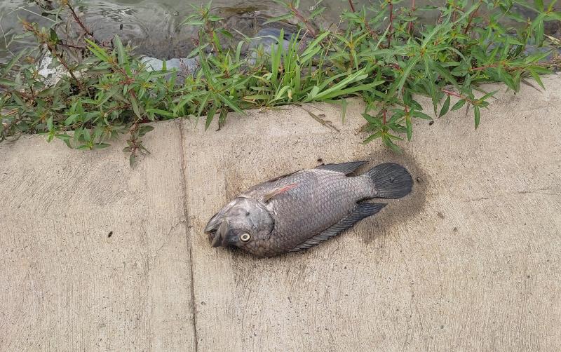 Hallan peces muertos en el Parque Simón Bolívar de Caracas +FOTOS