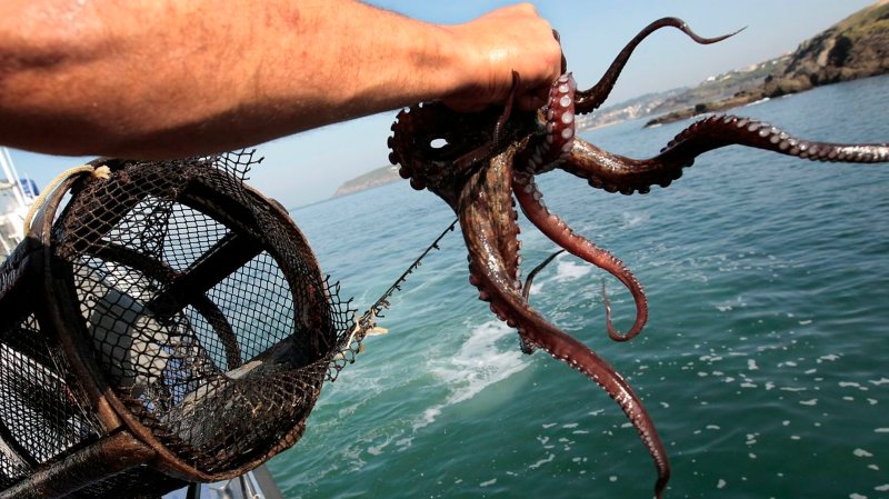 Pulpo a $1 en Margarita: denuncian sobrepesca y falta de regulación