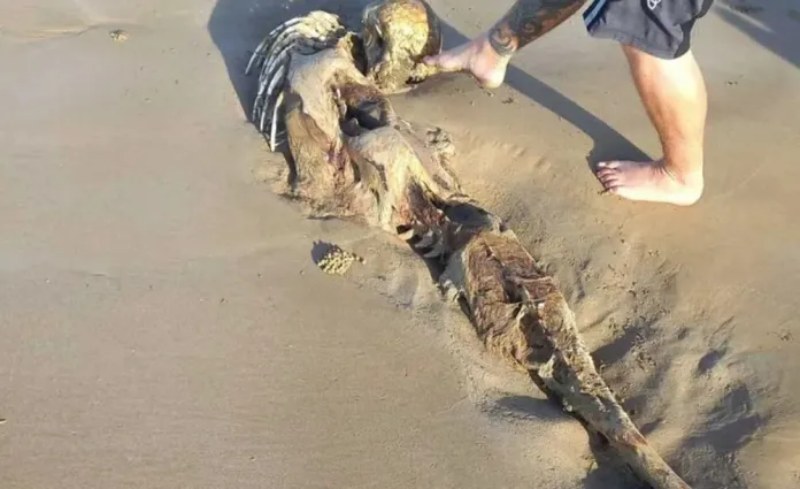 “El esqueleto de sirena” que fue hallado en una playa de Australia