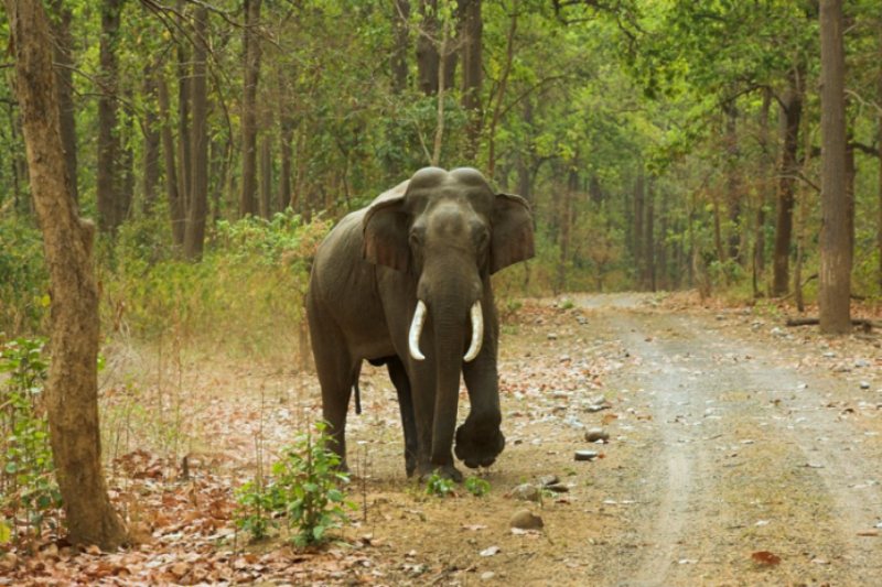 Elefante descubrió un paquete de droga en una zona boscosa