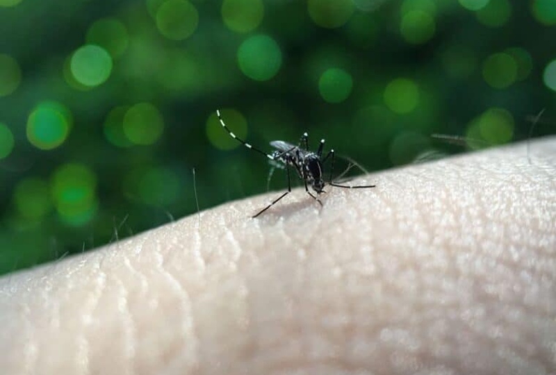 Monitor Salud: aumentaron casos de dengue en Caracas
