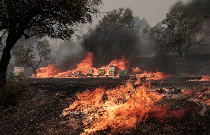 Grecia: 27 migrantes ilegales murieron calcinados tras incendios forestales