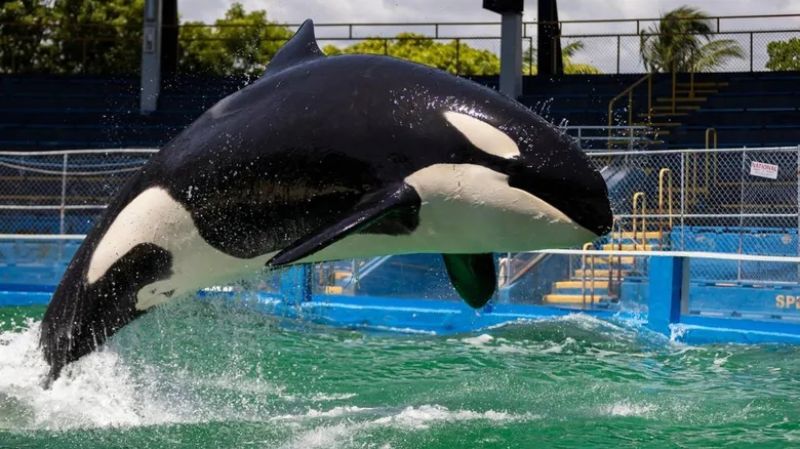 Murió Lolita, la orca que estuvo en cautiverio más de 50 años