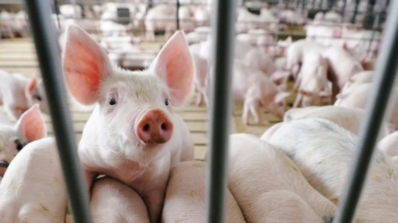 EEUU confirmó primer caso humano de gripe porcina en 2023