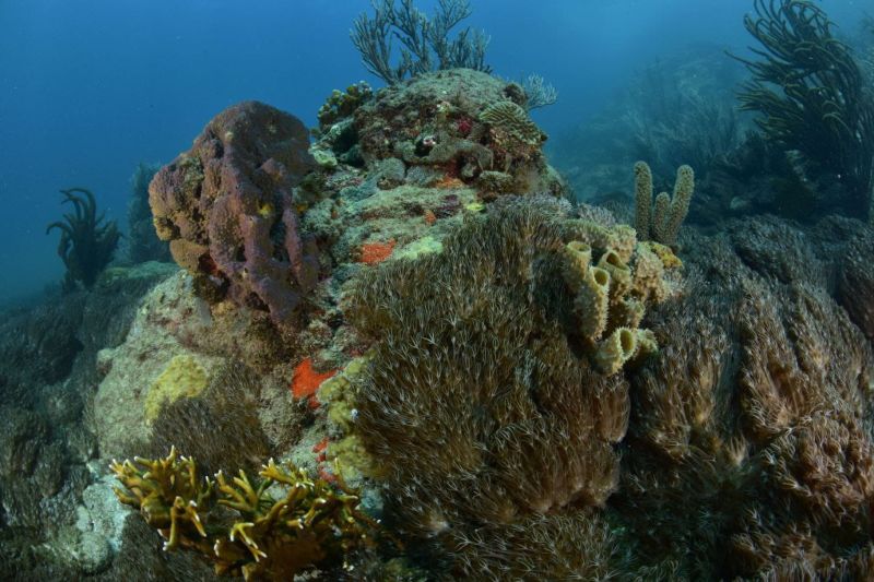 Unomia Stolonífera, el coral invasor que causa estragos en Choroní