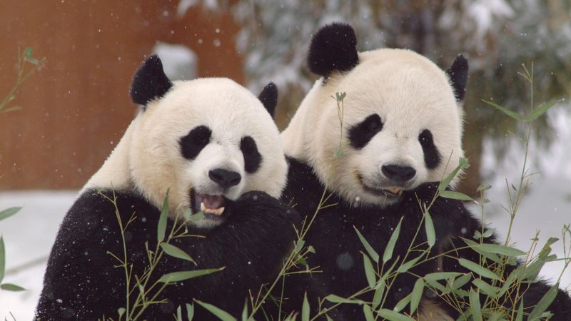 China pide a varios países que devuelvan su icónicos pandas