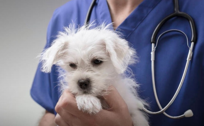 La rara enfermedad respiratoria que afecta a miles de perros en EEUU