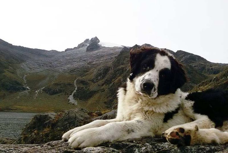 Mucuchíes, la única raza pura de perros de Venezuela