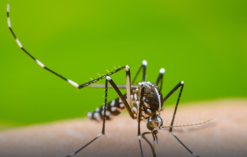 OMS enciende las alarmas ante expansión global del dengue
