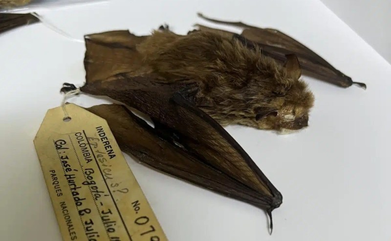 Colombia descubrió una nueva especie de murciélago