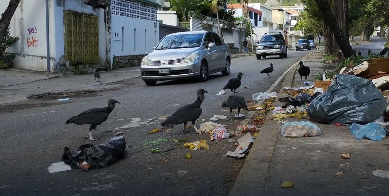 Activan plan para la caza de zamuros en Venezuela