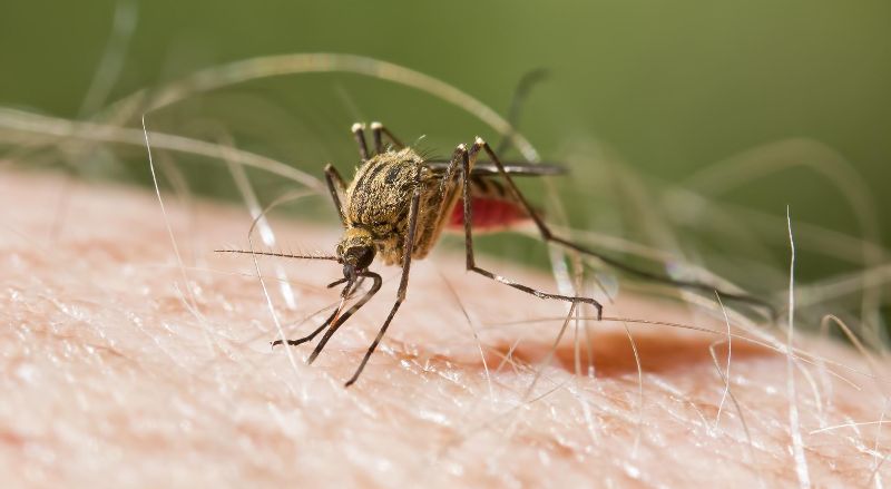 ¡Alerta! Confirman primer caso de malaria en Zulia