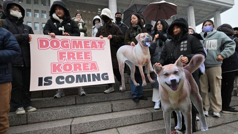 No más boshintang: Corea del Sur prohíbe la venta de carne de perro