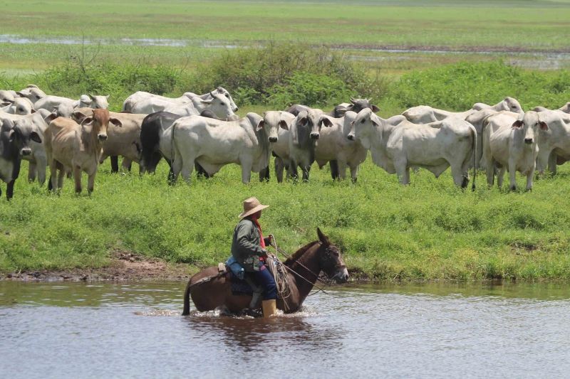 Fedenaga: falta de diésel pone en riesgo seguridad agroalimentaria