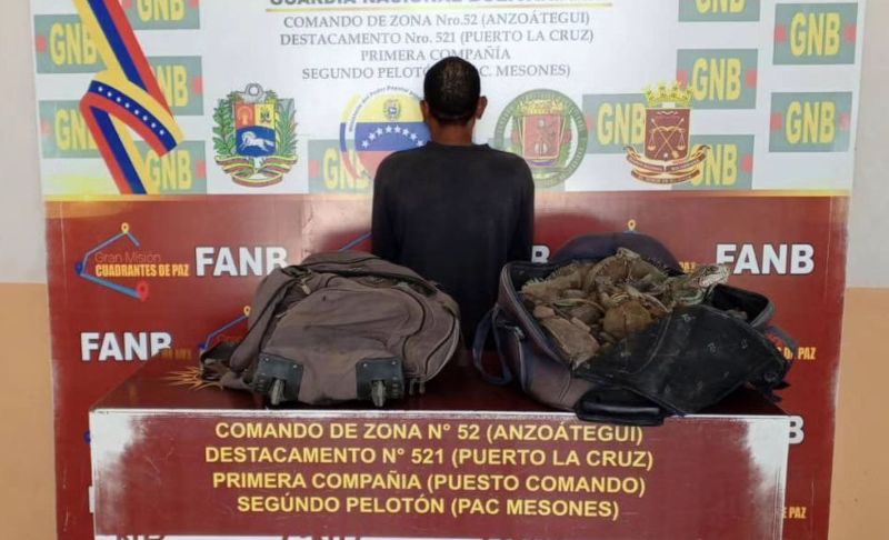 Rescatan 40 iguanas preñadas en Anzoátegui: tenían las patas amarradas