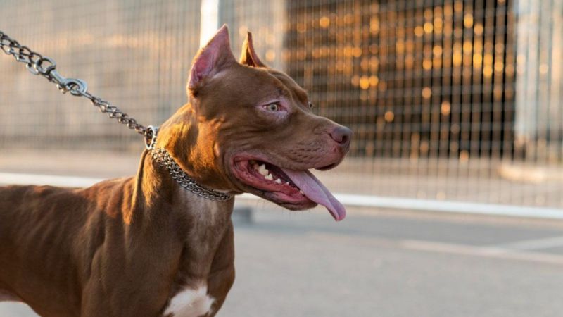 Hombre fue asesinado por sus perros pitbull en EEUU