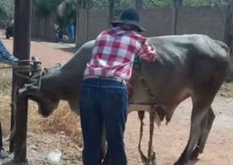Embestida de toro en Guárico dejo un muerto y 7 heridos