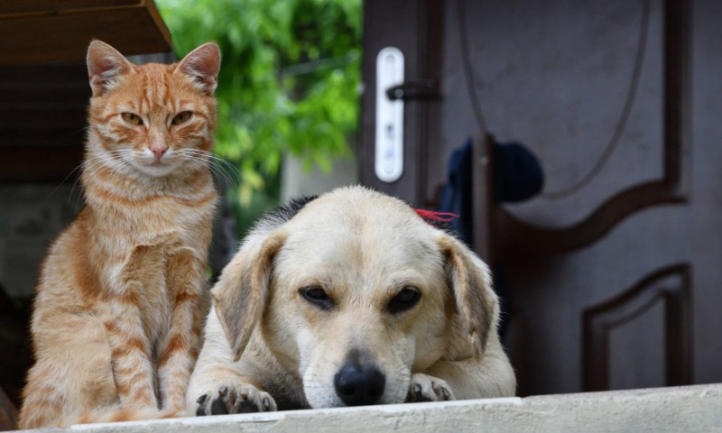 Establecen hasta 6 años de cárcel por maltrato animal en Venezuela