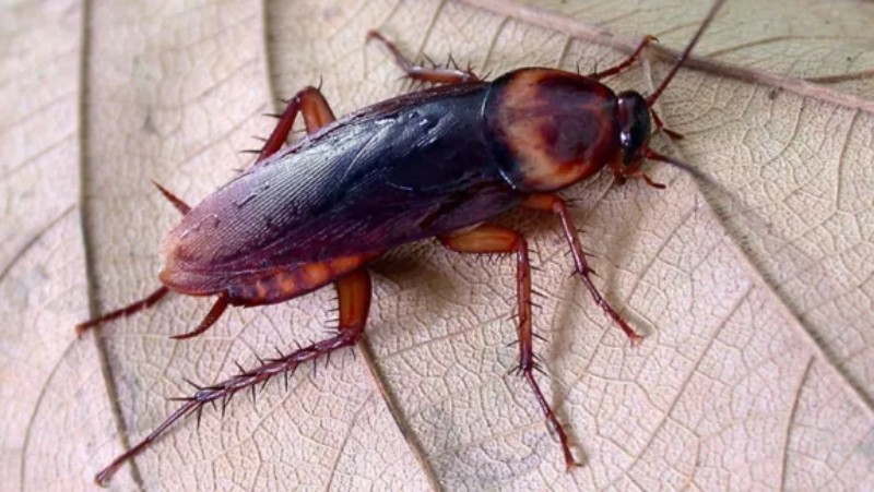 Las 7 enfermedades que transmiten las cucarachas