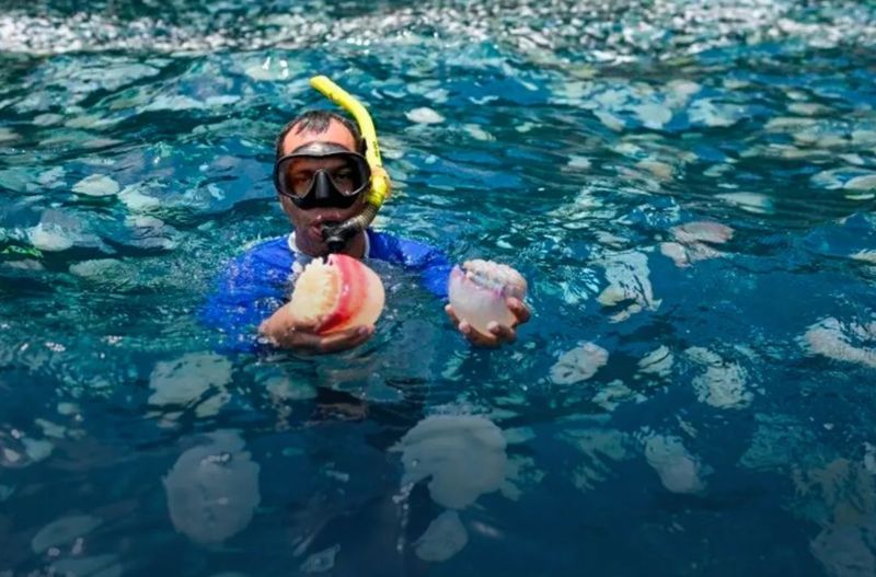 La invasión de medusas que cubre las costas venezolanas