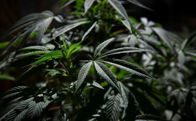 La marihuana supera al alcohol en consumo diario en EEUU